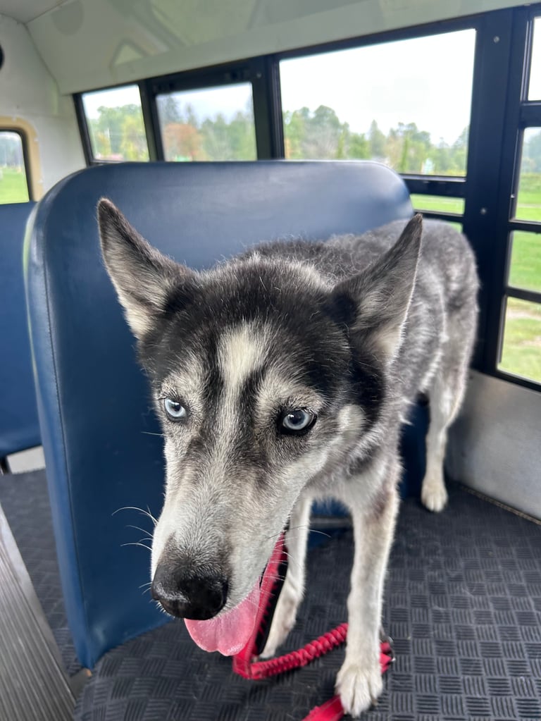 Husky dog with blue eyes sitting on a bus seat wearing a red collar, tongue out, with scenic landscape visible through windows