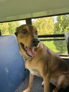Brown dog with tongue out sitting in vehicle interior with blue seat and windows showing green scenery outside