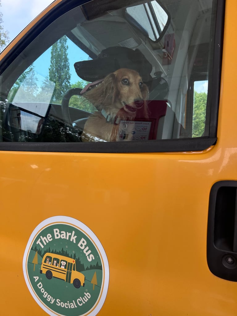 Dog wearing a black hat looks out the window of a yellow vehicle from The Bark Bus Doggy Social Club