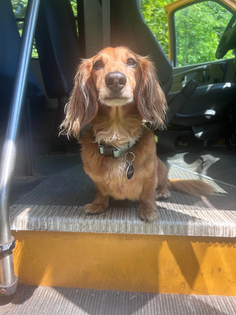 Brown long-haired dog sitting in truck bed with yellow bumper, wearing collar and tags