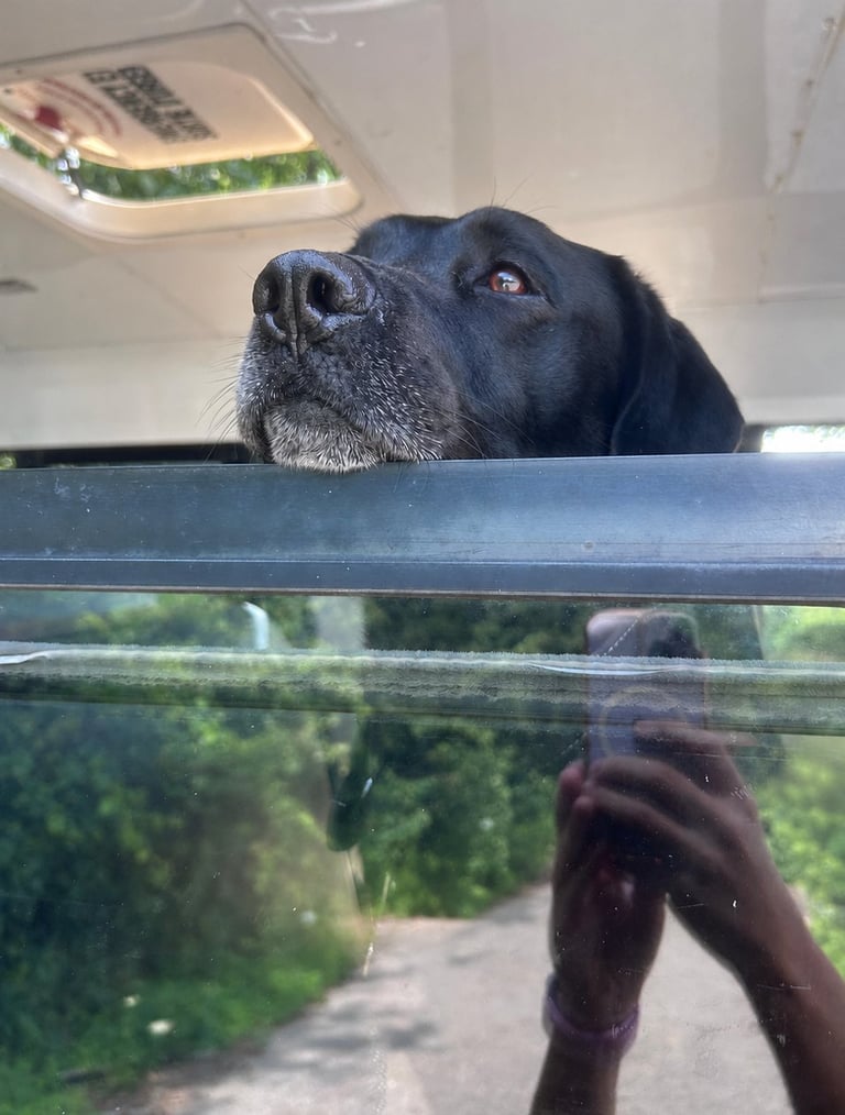 Black dog looking upward from inside a vehicle window with gray muzzle and alert expression